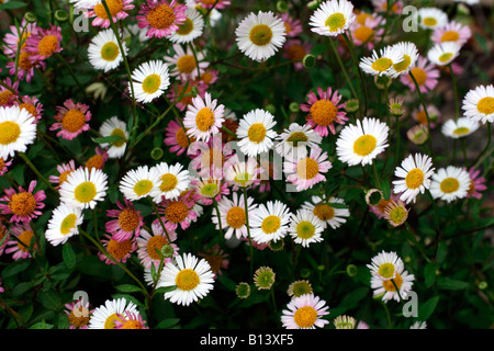 ERIGERON KARVINSKIANUS AGM SYN ERIGERON MUCRONATUS Stockfoto