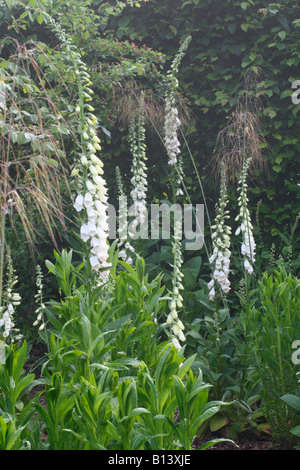 DIGITALIS PURPUREA ALBA WEIßER FINGERHUT MIT STIPA GIGANTEA Stockfoto