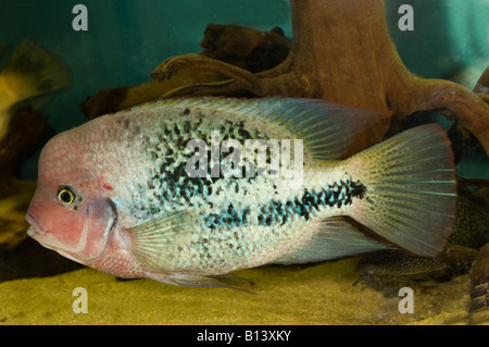 Vieja Synspila, Rothaarige Buntbarsch, Buntbarsche, Südamerika, Männlich Stockfoto