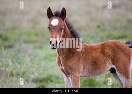 New Forest Pony - Fohlen Stockfoto