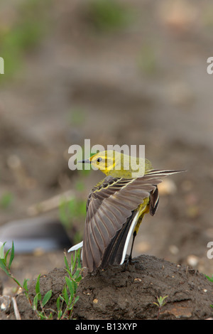 Gelbe Bachstelze Motacilla Flava thront auf Boden Erdscholle Flügel dehnen aussehende Warnung Ashwell Hertfordshire Stockfoto