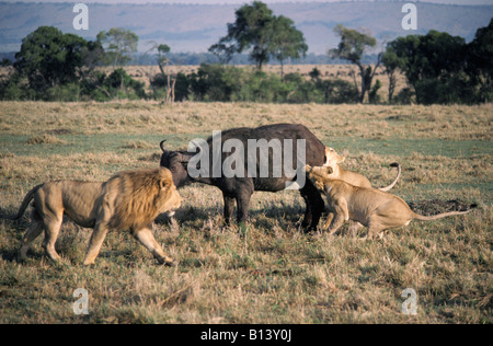 Löwen Panthera Leo Jagd einen schwangeren weiblichen Büffel Masai Mara Kenia Afrika afrikanische Aggression aggressive Tier attac Stockfoto