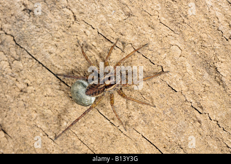 Wolfspinne-Pardosa Lugubris auf Log mit Eiern Potton Bedfordshire Stockfoto