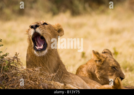 Humorvoll Darstellen der jungen afrikanischen Löwen Mund weit offen, Panthera leo, 1 Singen, während Ruhe im warmen Sonnenlicht 1 Löwen schlafen Hintergrund Stockfoto