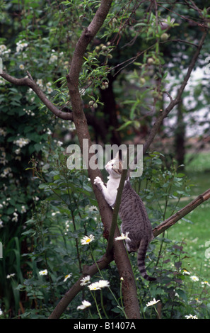 Katze auf dem Baum Felis Silvestris Catus für f Stockfoto