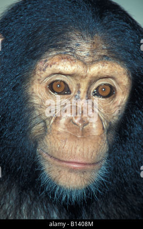 Oestlicher Schimpanse östlichen gemeinsame Schimpansen Pan Troglodytes Smoki Afrika Afrika Tiere Affen Verhalten Chimpanzé Commun chim Stockfoto