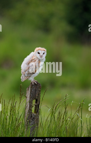 Junge Schleiereule Tyto Alba gesessen auf post aussehende Warnung Potton Bedfordshire Stockfoto