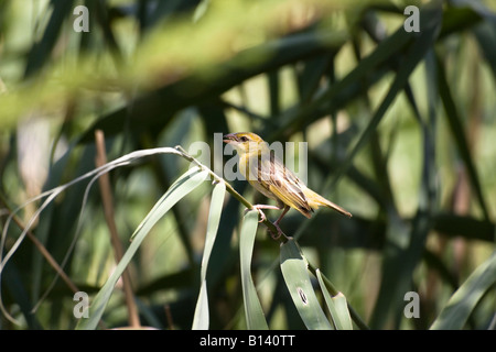 Weiblichen maskierten Webervogel beobachtete sie Paaren bauen das Nest (Ploceus Velatus) - Süd Afrika Stockfoto