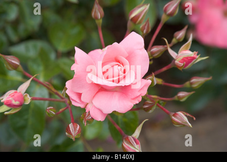 Rosa Rose, Rosa, Anna Livia Stockfoto