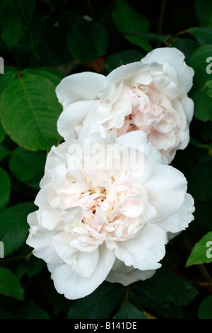 ROSA MADAME ALFRED CARRIÈRE AGM Stockfoto