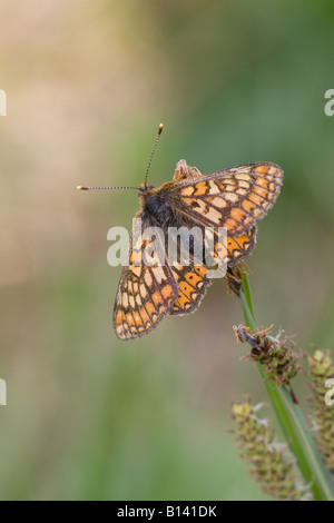 Marsh Fritillary Etikett Aurinia weibliche in Ruhe mit Flügel öffnen Stockfoto