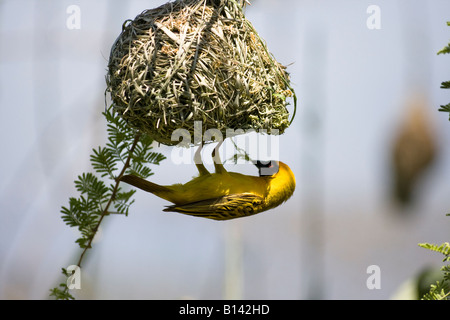 Die maskierten Weaver Vogel Gebäude nisten (Ploceus Velatus) - Südafrika Stockfoto