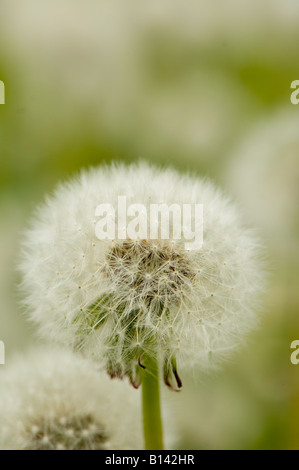 Gemeinsamen Löwenzahn Taraxacum Officinalis Nahaufnahme von Seedhead Cumbria Stockfoto