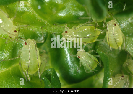 Glasshouse Kartoffel Blattläuse Aulacorthum Solani auf Chili-Pfeffer-Blatt Stockfoto