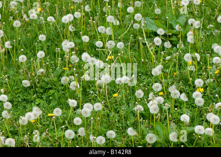 Gemeinsamen Löwenzahn Taraxacum Officinalis Nahaufnahme von Seedhead Cumbria Stockfoto