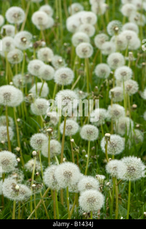 Gemeinsamen Löwenzahn Taraxacum Officinalis Nahaufnahme von Seedhead Cumbria Stockfoto