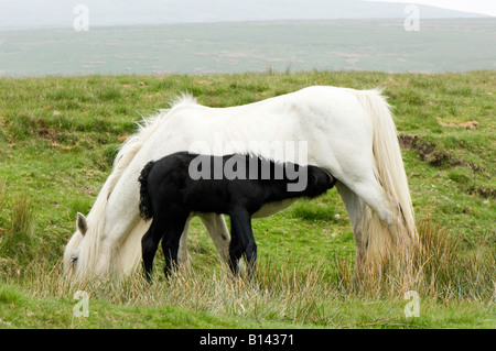 Weißen fiel Pony mit schwarzen Fohlen Spanferkel auf Moorland Ravenstonedale Cumbria Stockfoto