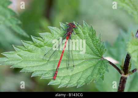 Großen Red Damselfly Pyrrhosoma Nymphula Erwachsenen im Ruhezustand auf einem Brennnessel-Blatt Stockfoto