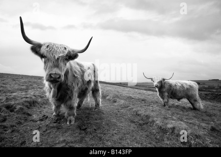 Zwei Highland Kühe gezüchtet auf einer Farm in Allendale, Northumberland, England Stockfoto