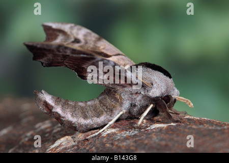 Eyed Hawk-Moth Smerinthus Ocellata Seite auf Ansicht Potton Bedfordshire Stockfoto