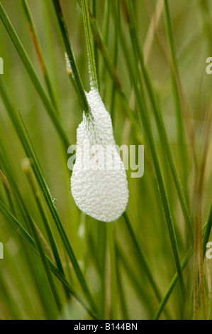 Gemeinsamen Blutzikade Philoenus Spumarius Nymphe in Cuckoo Spit Schaum Moorland in Cumbria Stockfoto