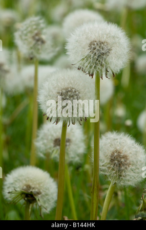 Gemeinsamen Löwenzahn Taraxacum Officinalis Nahaufnahme von Seedhead Cumbria Stockfoto