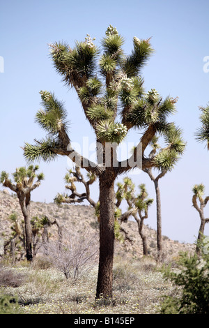 Joshua Tree Nationalpark, Kalifornien, USA. Stockfoto