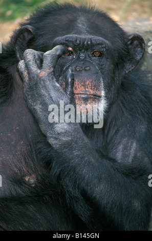 Oestlicher Schimpanse östlichen gemeinsame Schimpansen Pan Troglodytes Smoki Afrika Afrika Tiere Affen Verhalten Chimpanzé Commun chim Stockfoto