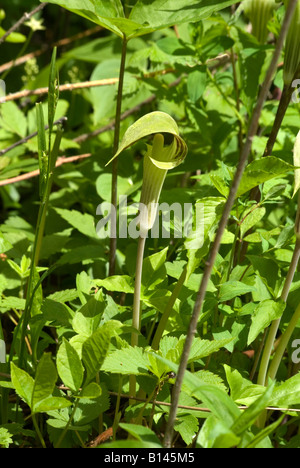 Buchse in die Kanzel Arisaema triphyllum Stockfoto