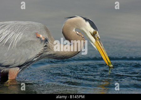 Great Blue Heron Fang von Aal in Lagune Victoria British Columbia Kanada Stockfoto