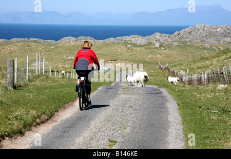 Frau, Radfahren auf einer einspurigen Straße mit Schafen auf der Insel Coll-Schottland Stockfoto