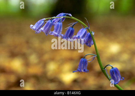 Englische Bluebell im Wald. Stockfoto