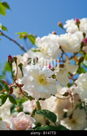 Rosa "Adelaide d ' Orleans" Stockfoto