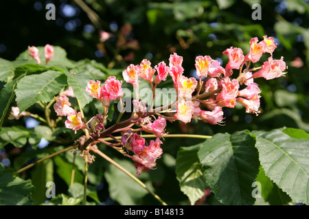 Rote Pferdenkastanie, Aesculus carnea, Hippocastanaceae Stockfoto