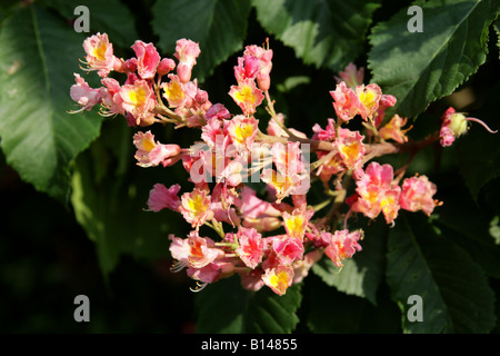 Rote Pferdenkastanie, Aesculus carnea, Hippocastanaceae Stockfoto