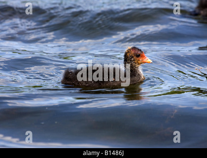 Baby-Blässhuhn Stockfoto