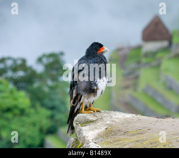 "Ein Berg-Karakara wacht über Machu Picchu." Stockfoto