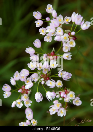 Rosiger Knoblauch, Allium roseum, Liliengewächse Stockfoto