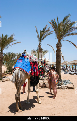 Kamelritt am Strand außerhalb Conrad Sharm el-Sheikh Resort, Ras Nosrani Bay, Sharm el-Sheikh, Küste des Roten Meeres, Süd-Sinai, Ägypten Stockfoto