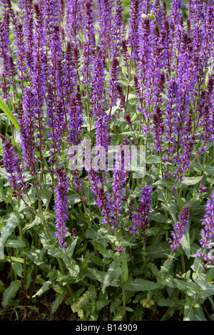 Violette Salbei aka ornamentalen Wiese Salbei, Balkan Clary und mehrjährige Woodland Salbei, Salvia Nemorosa 'Wesuwe', Lamiaceae Stockfoto