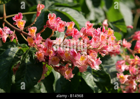 Rote Pferdenkastanie, Aesculus carnea, Hippocastanaceae Stockfoto