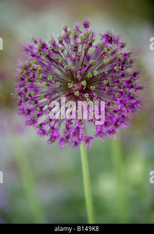 Ornamentale Zwiebel, Allium Hollandicum 'Purple Sensation', Affodillgewächse, Sy Allium Aflatense Stockfoto