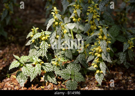 Goldene Tote Brennnessel, Gelber Erzengel oder vielbunter Gelber Erzengel 'Hermann's Pride', Lamium galeobdolon, Lamiaceae Stockfoto