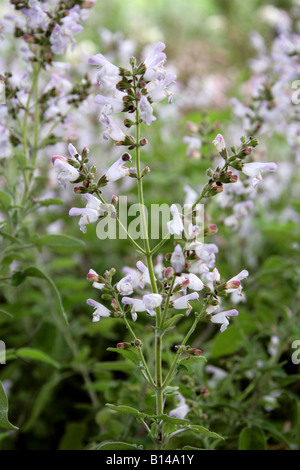 Griechischer Salbei oder griechische Oregano Salvia Fruticosa Lamiaceae aka drei gelappten Salbei Stockfoto