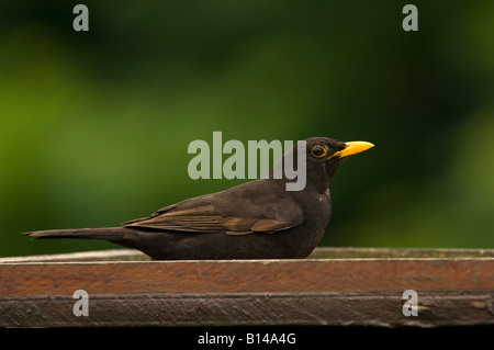 Männliche Amsel am Futtertisch (Turdus Merula) im Vereinigten Königreich Stockfoto