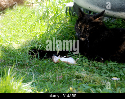 Katze im Gras mit einer toten Maus Stockfoto