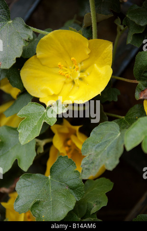 Kalifornien Flanell Bush, Fremontodendron Californicum, 'California Glory', Malvaceae (Sterculiaceae). USA Stockfoto