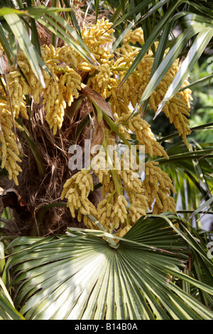 Chusan Palm aka Windmühle Palme oder chinesische Windmühle Palme (männlicher Baum), Trachycarpus Fortunei Palme China Stockfoto
