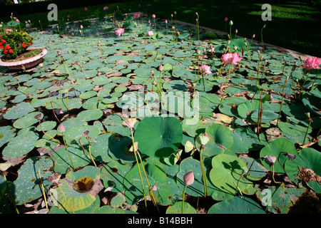 Lotusblumen Stockfoto