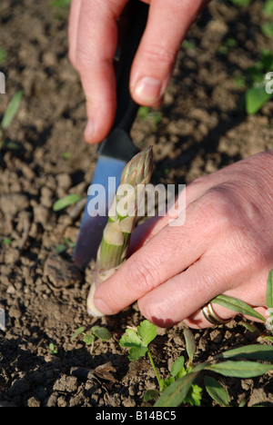 Spargelernte im heimischen Garten Stockfoto